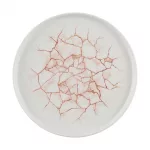 Churchill Studio Prints Kintsugi Walled Plates Coral 260mm (Pack of 6)